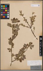 Foto von Salix cinerea L. x Salix nigricans Sm.